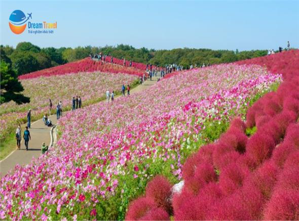 [HCM] Tour Nhật Bản Mùa Thu 2025: Tokyo - Phú Sĩ - Cỏ Kochia